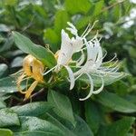 Lonicera japonicaFlower