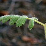 Phacelia ramosissima 葉