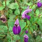 Brillantaisia lamium Fleur