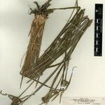 Cephalostemon affinis Beste bat