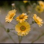 Madia elegans Flower