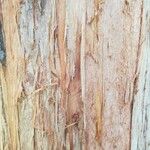 Cryptomeria japonica Bark