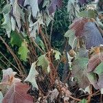 Hydrangea quercifoliaLeaf