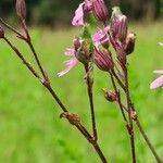 Silene flos-cuculi Fruto