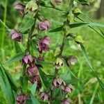 Epipactis helleborineFlor