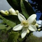 Citrus sinensis Annet