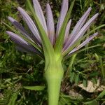 Tragopogon porrifolius Blodyn