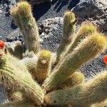 Echinopsis huascha Hoja