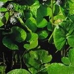 Petasites pyrenaicus Blatt