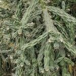 Cylindropuntia imbricata Агульны выгляд