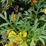 Bidens ferulifolia برگ