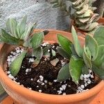 Crassula cotyledonis Hostoa