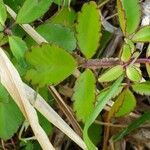 Kalanchoe pinnata Leaf