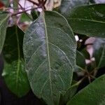 Schefflera actinophylla Φύλλο