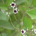 Paederia foetida ফুল