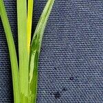 Carex flacca Leaf