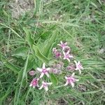 Oxypetalum solanoides Flor