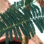 Vachellia sieberiana Blatt