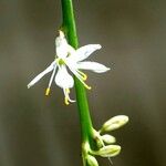 Chlorophytum comosum Flower