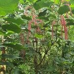 Acalypha hispidaЦветок