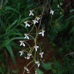 Angraecopsis lisowskii Flower