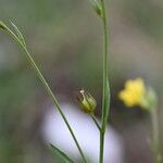 Linum corymbiferum 樹皮