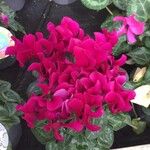 Cyclamen persicumFlower