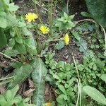 Taraxacum serotinum Hábito