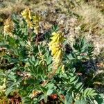 Astragalus frigidus ফুল