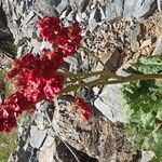 Rheum ribes Flower