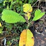 Magnolia rostrata Leaf