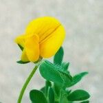 Lotus edulis Lorea