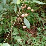 Euonymus europaeusFrucht