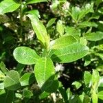 Salix laggeri Feuille