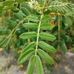 Senna multiglandulosa Лист