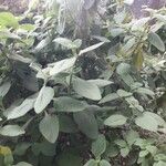 Plectranthus barbatus 葉