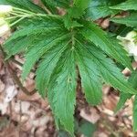 Cardamine kitaibelii Feuille