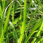 Carex vulpina পাতা