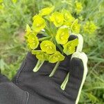 Euphorbia esula Flower