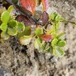 Penstemon davidsonii Leaf