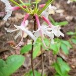 Rhododendron periclymenoides ᱵᱟᱦᱟ