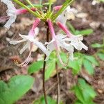 Rhododendron periclymenoides Virág