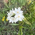 Narcissus papyraceus 花