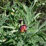 Paeonia californica Агульны выгляд