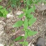 Symphyotrichum cordifolium Blad