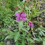 Epilobium latifolium Fleur