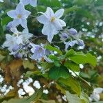 Solanum bonariense Flower