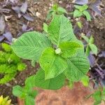 Euphorbia heterophyllaLapas