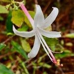 Rhododendron atlanticum പുഷ്പം