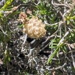 Chrysothamnus viscidiflorus Blomst